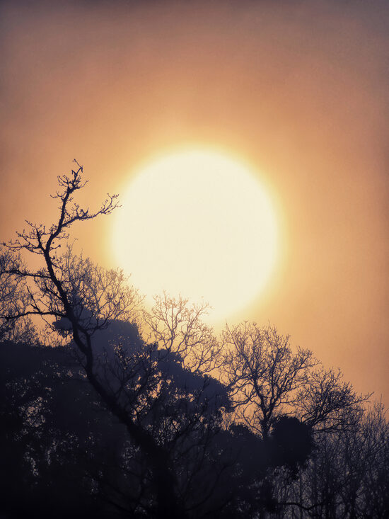 Sunrise in the forest